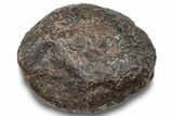 Chondrite Meteorite ( g) - Western Sahara Desert #247559-1